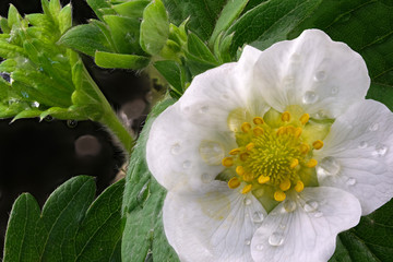 Blooming strawberry flower