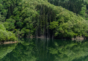 Fototapeta na wymiar 緑に萌える湖