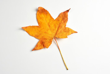 Maple leaf on white background