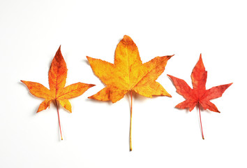 Set of leaves on white background