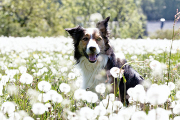Border Collie beim Fotoshooting