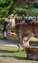 Wild deer at Nara Park (Japan)