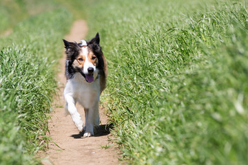 Border Collie beim Fotoshooting