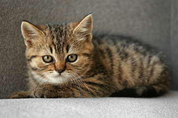 Cute funny kitten on sofa