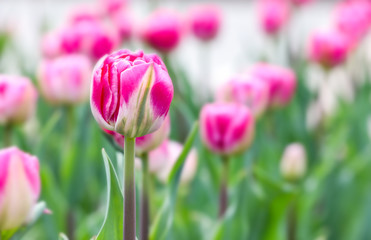Beautiful tulip flower outdoors on spring day