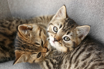 Cute funny kittens on sofa