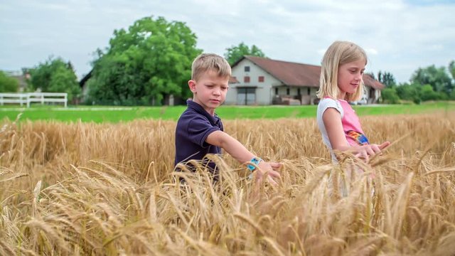 Two kids are touching wheat ears with small hands. Thy are enjoying being outdoors.