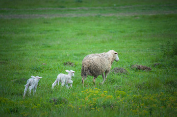 Mother sheep with lamb walk in a beautiful meadow on a green grass. Domestic animals