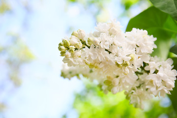 Blossoming lilac outdoors on spring day