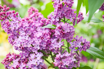 Obraz na płótnie Canvas Blossoming lilac outdoors on spring day
