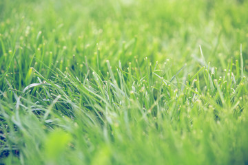 Fresh green grass summer background