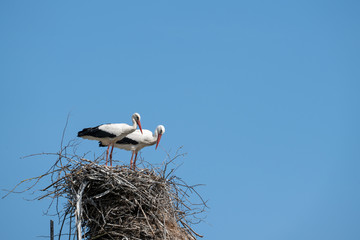 White storks on the water tower