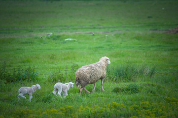 Mother sheep with lamb walk in a beautiful meadow on a green grass. Domestic animals