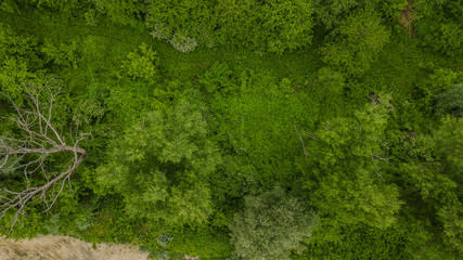 Drone's Eye View - aerial top down view of foliage trees background, Caucasus, Russia.