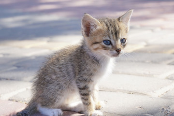 Naklejka na ściany i meble Closeup of wild kitten in the street