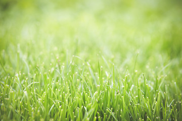 Fresh green grass summer background