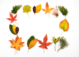 Obraz premium Set of leaves on white background