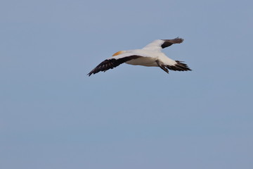 Obraz premium australasian gannet