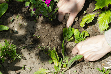 Planting in spring with female hands