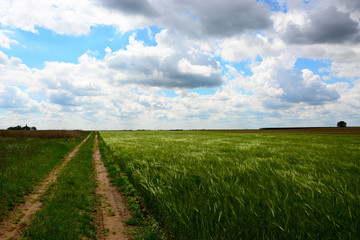 green field and blue sky