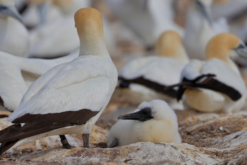 australasian gannet