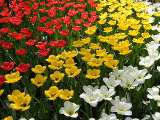 A wild multycolored tulip flowers in a grass. Colors flower natural background