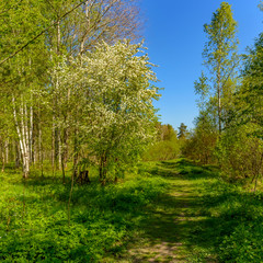 The Sablino nature reserve.