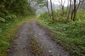 Fototapeta premium 森へと続く轍のある一本道