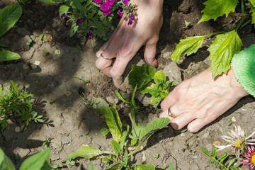 Planting plants with female hands