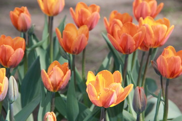 Obraz premium A wild red tulip flowers in a grass. Colors flower natural background