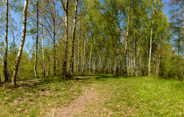 The Sablino nature reserve.