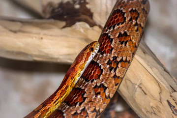  Snakes: Corn Snake