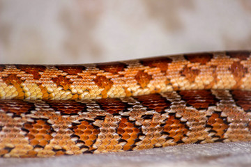  Snakes: Corn Snake