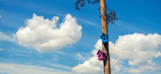 Two birdhouses on a pine against the blue sky with clouds.