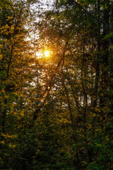image of sunset over Valdai lake through tree branches