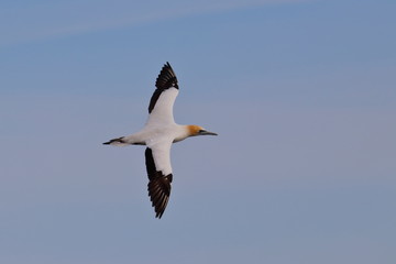 australasian gannet