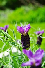 Fragrant purple French lavender flowers with a purple bow on top
