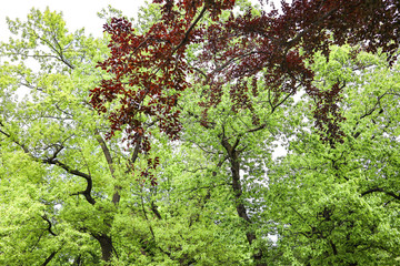 tree in spring with red and green leaves
