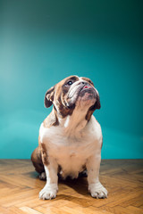 Cute English Bulldog sitting in home