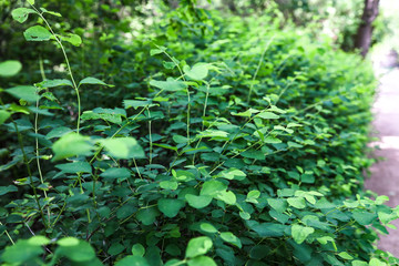 green bush