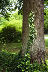 green ivy on the oak tree