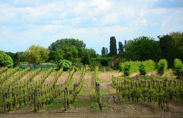 vineyard in provence france