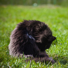 Adorable black Maine Coon cat on grass