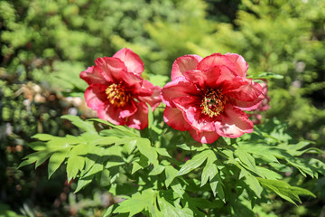red flower in the garden