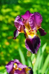 Purple and yellow bearded iris flower in bloom © eqroy