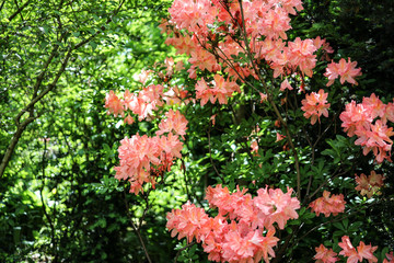 red flowers in the garden