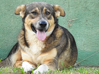 Close-up of a street  dog with his tongue out. In the background, a green wall.