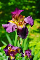Purple and yellow bearded iris flower in bloom © eqroy