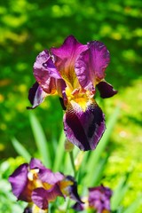 Purple and yellow bearded iris flower in bloom © eqroy