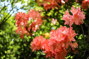 red flowers in the garden